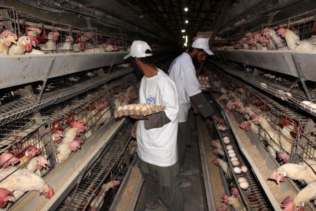 Meia dúzia de ovos mais cara 50 cêntimos: A cronologia da subida