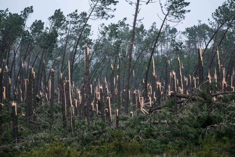 Risco de incêndio maior na Mata de Leiria se maioria da carga combustível não for retirada -- ICNF