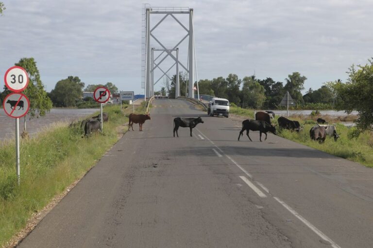 Cheias em Moçambique interrompem vidas e levam até o gado a procurar comida na estrada