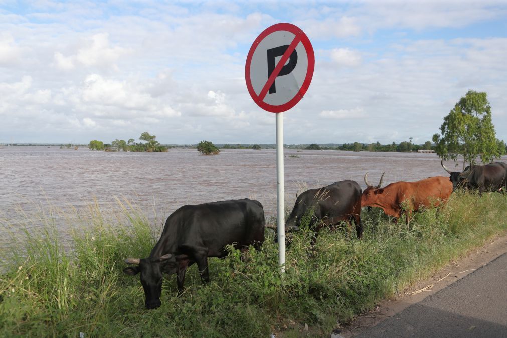 Produção de carne em Moçambique aumentou mais de 11% em 2025