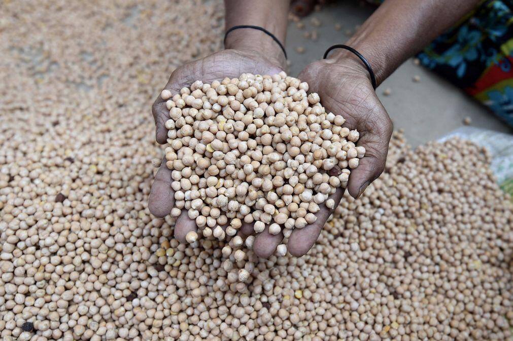 Angola desembolsou 31,7 milhões de dólares para importação de sementes em 2025
