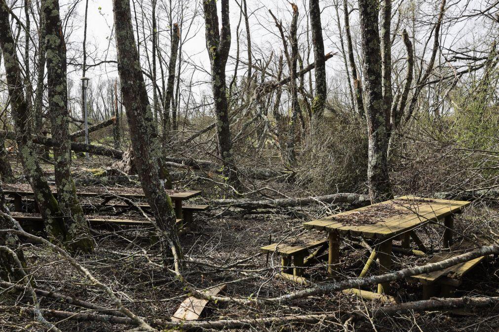 Depois da tempestade, Casal dos Bernardos teme matas transformadas em pólvora no verão