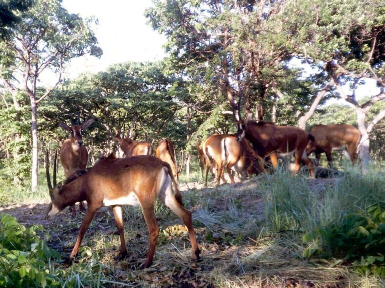 Angola recorre a fundo de emergência para pagar obras em museu e parque nacional