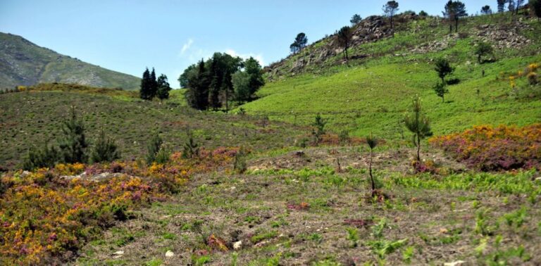 Mais de 100 operacionais combatem incêndio no Parque Nacional da Peneda-Gerês