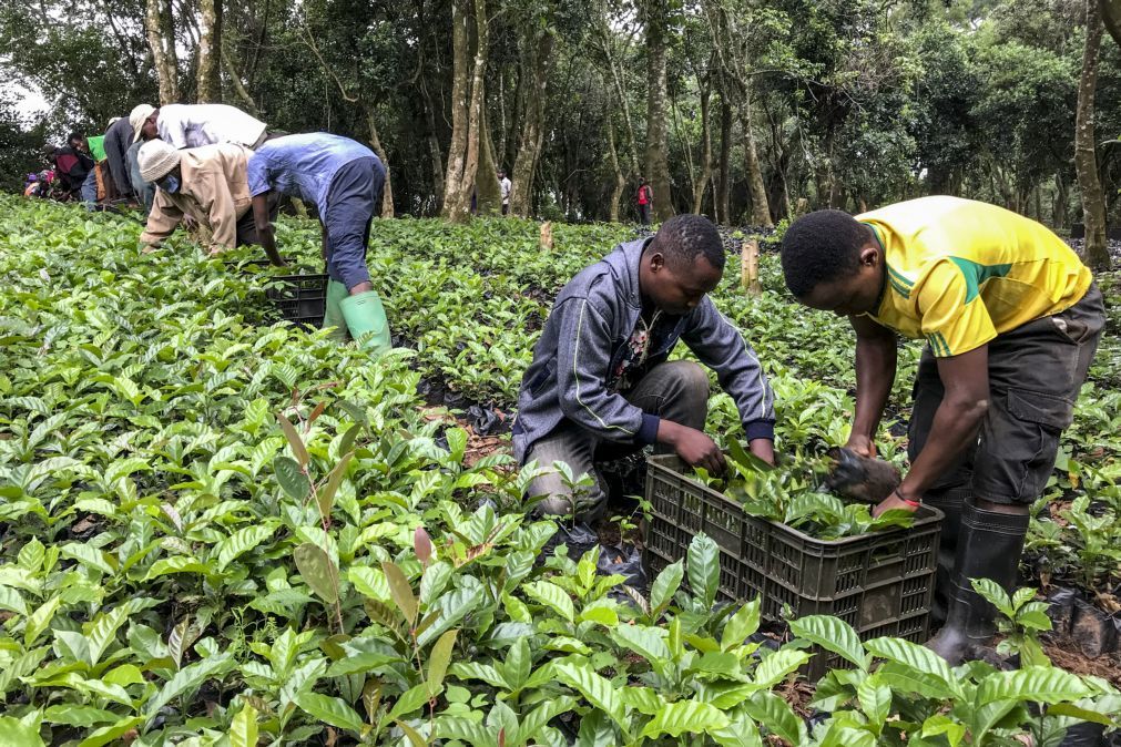 Estudo revela aroma de jasmim e frutas no café moçambicano do parque de Chimanimani