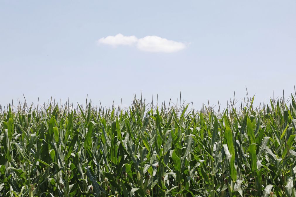 Angola ainda importa milho apesar de ter aumentado produção do cereal – Governo