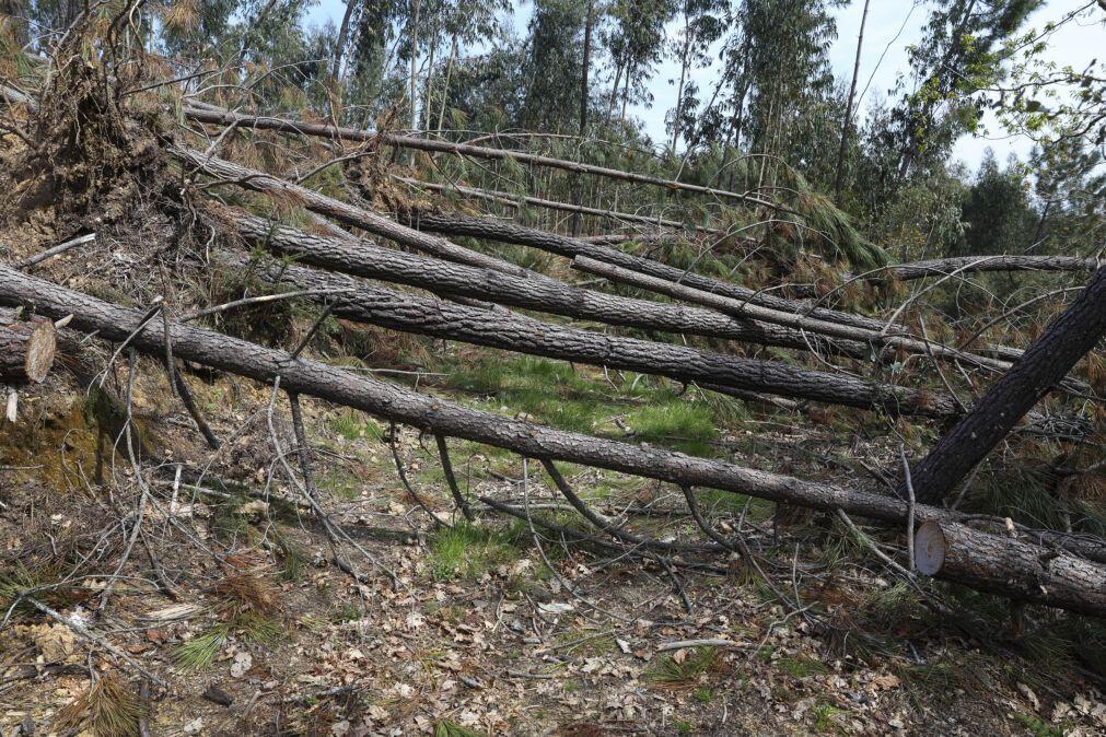 Pinhal Interior teme verão difícil com árvores derrubadas e caminhos impedidos