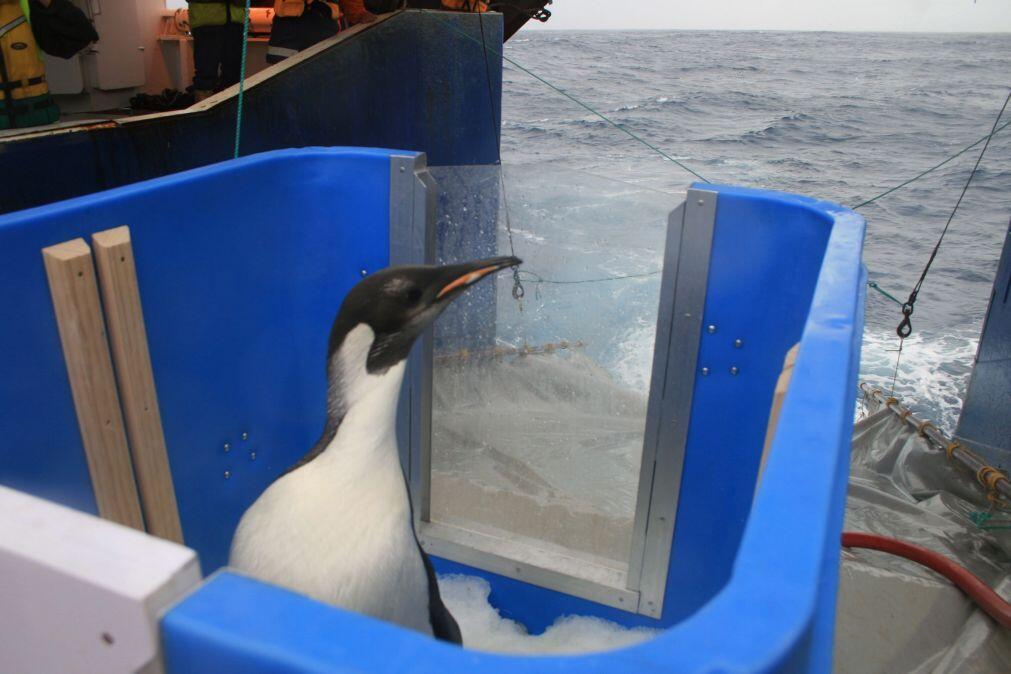 Pinguim-imperador e lobo-marinho-antártico ameaçados pelas alterações climáticas