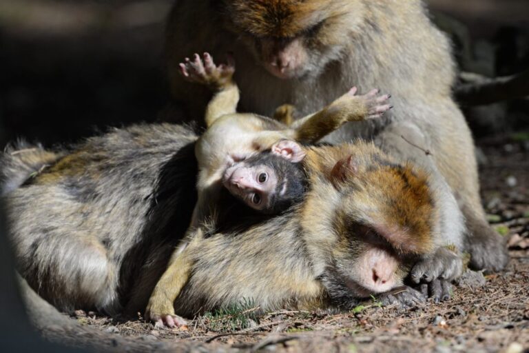 Macacos aprenderam que comer terra ajuda digestão de 'comida de plástico' dos turistas