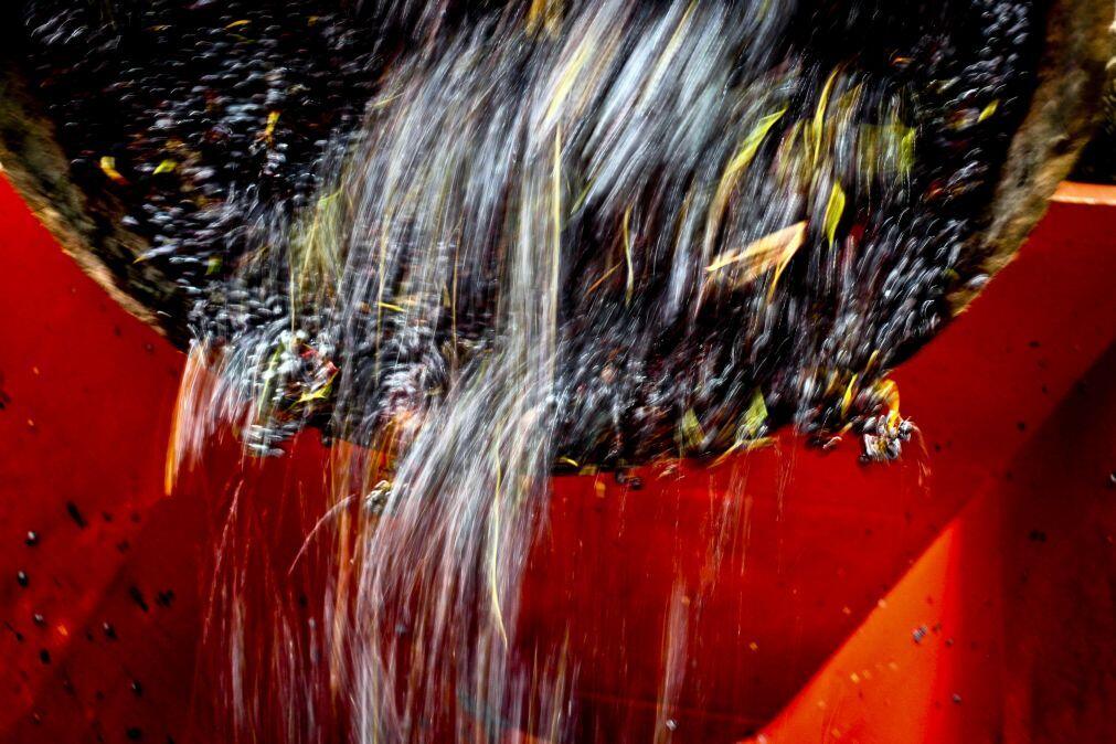ASAE apreende mais de 39 mil litros de vinho no Norte e no Centro