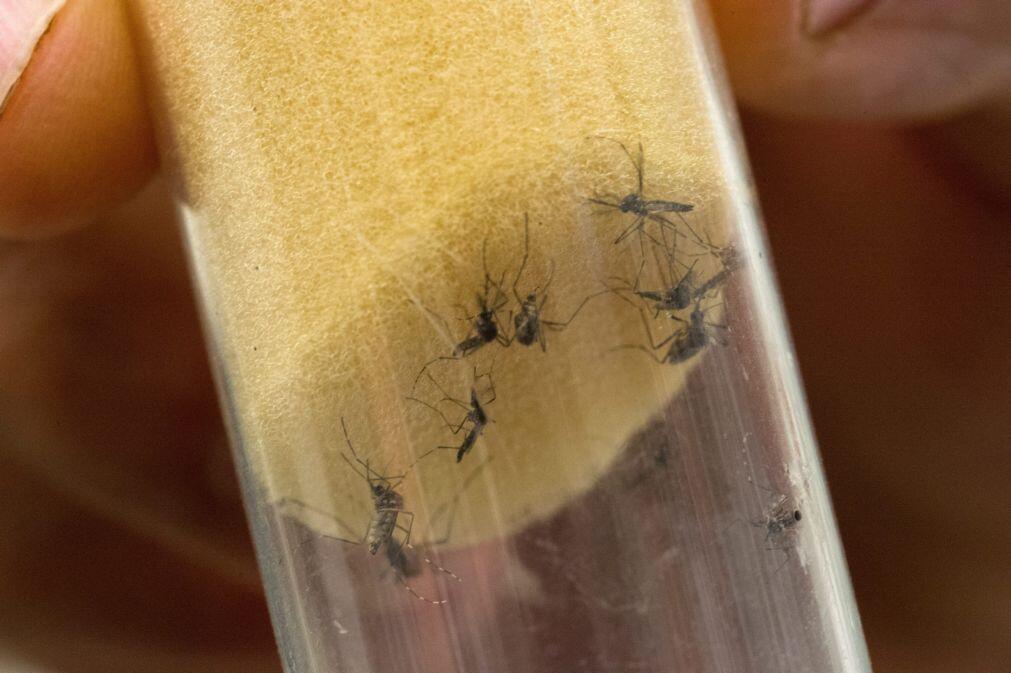 Mosquito transmissor de dengue alarga presença a 28 concelhos do país em 2025