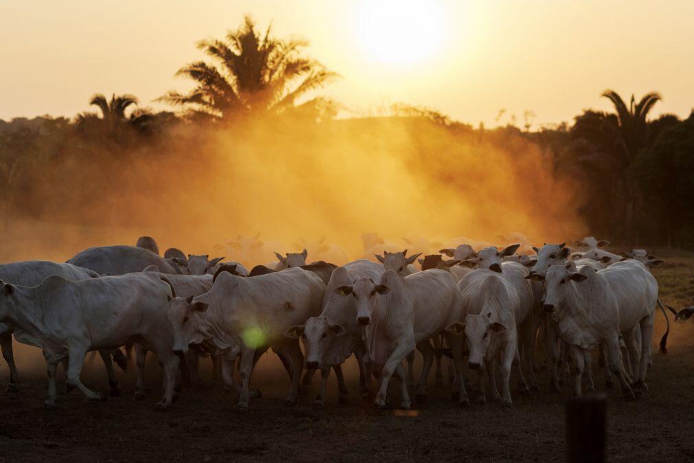 Calor extremo ameaça agricultura e segurança alimentar no Brasil, alerta FAO