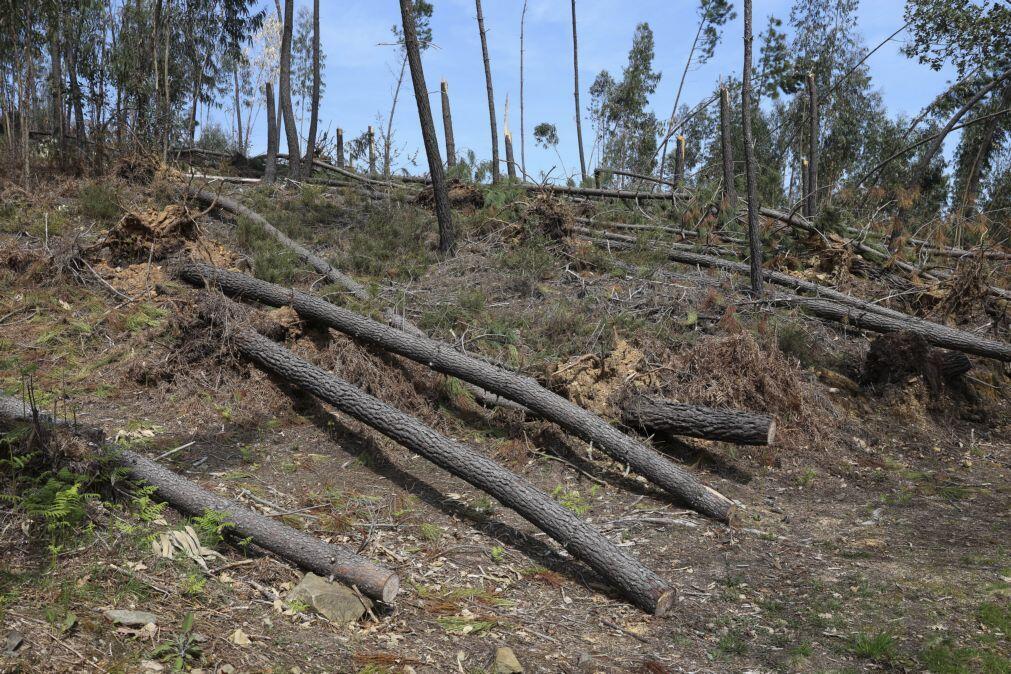 Mau tempo: Medidas do PTRR para a floresta a médio prazo totalizam 660 ME