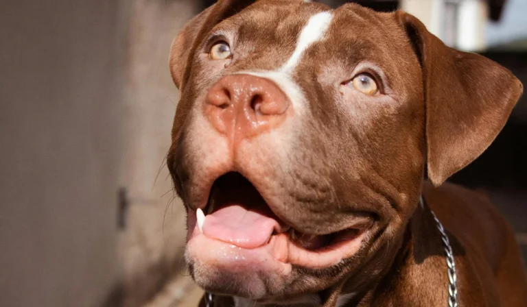 Temperamento do Pit Bull: Ciência desmente o mito da agressividade nata