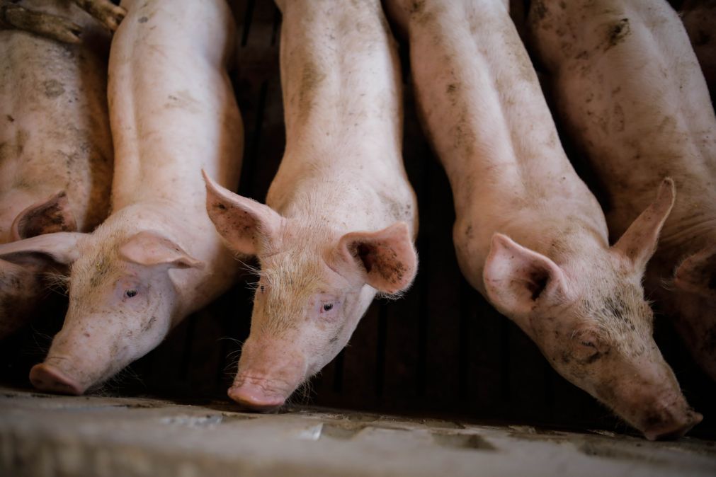 Surtos de peste suína aumentam 76% em porcos na União Europeia em 2025