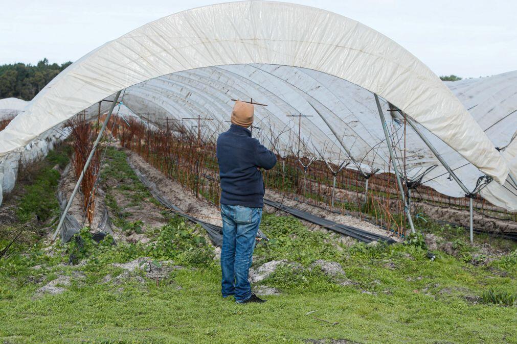 Empresas agrícolas do sudoeste alentejano com dificuldades para recrutar trabalhadores