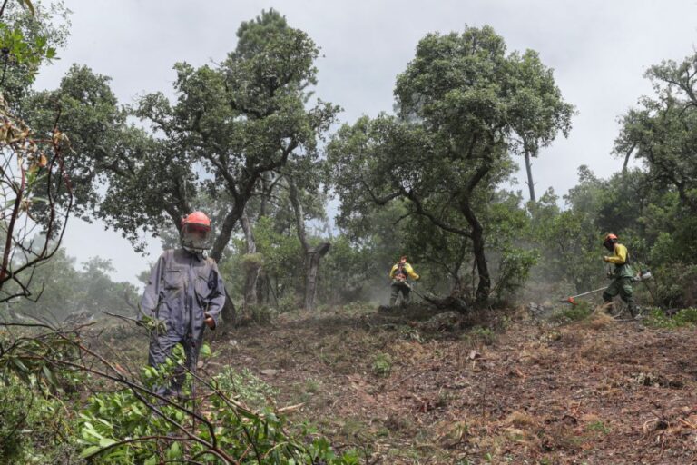 Apoio até 1.500 euros para limpar terrenos alargado a mais quatro municípios