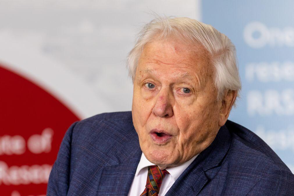 Nova vespa batizada em homenagem ao centenário naturalista David Attenborough
