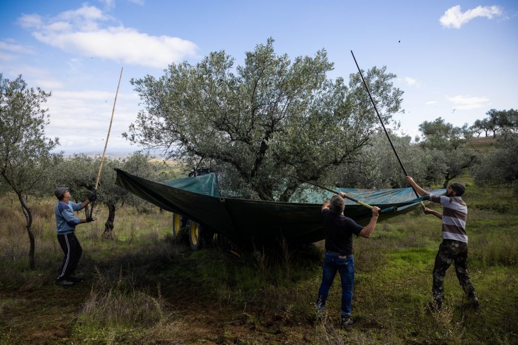 Produção de azeite em Portugal quintuplicou nos últimos 26 anos e ainda está a crescer
