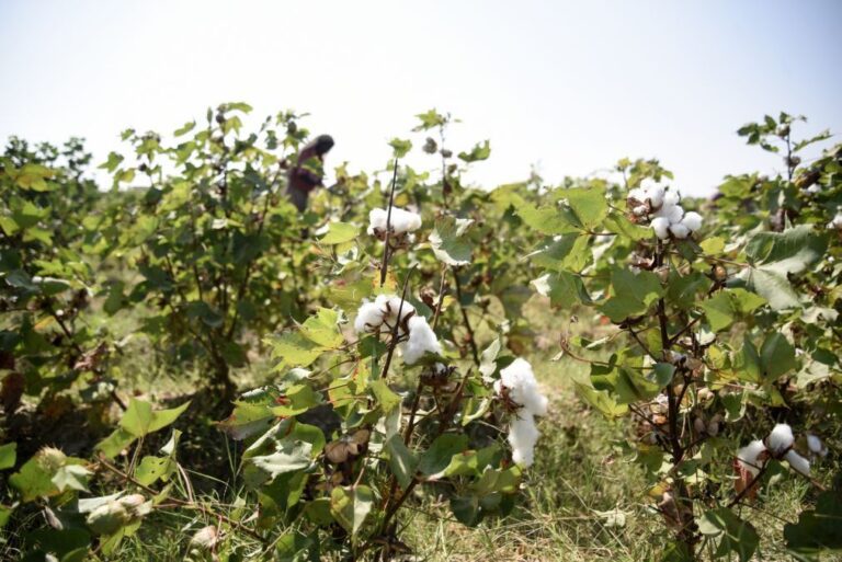 Moçambique sobe em 22,7% preço do quilo de algodão para tentar recuperar produtores