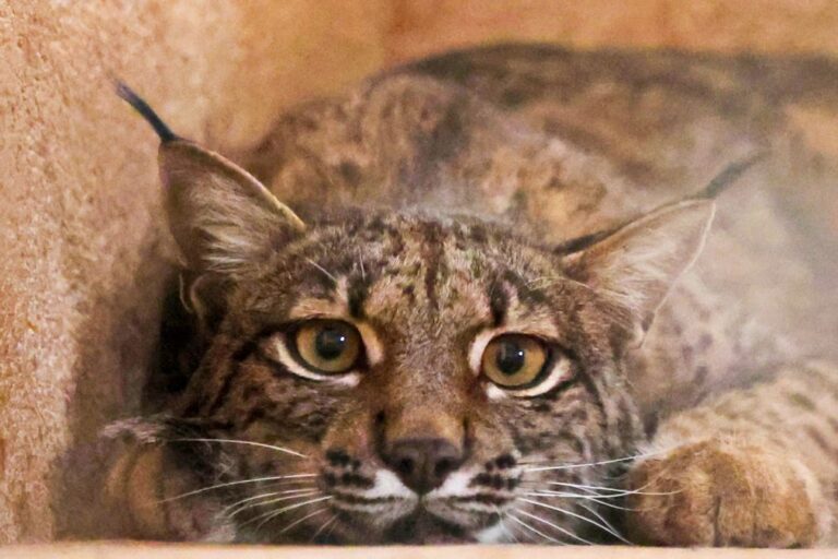 Serra da Malcata vai receber projeto de reintrodução do lince ibérico - ministra