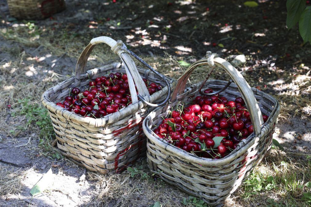 Chuva e granizo destruíram 35% da produção de cereja no Fundão