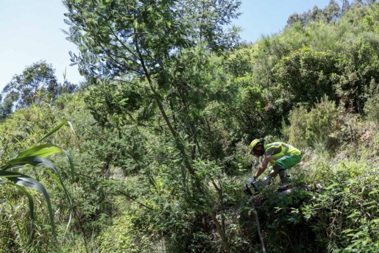 MAI repete apelos para limpeza de terrenos porque verão pode ser 