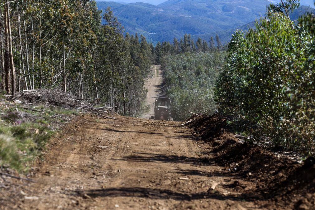 Mais de 190 kms de caminhos florestais desobstruídos no concelho de Leiria