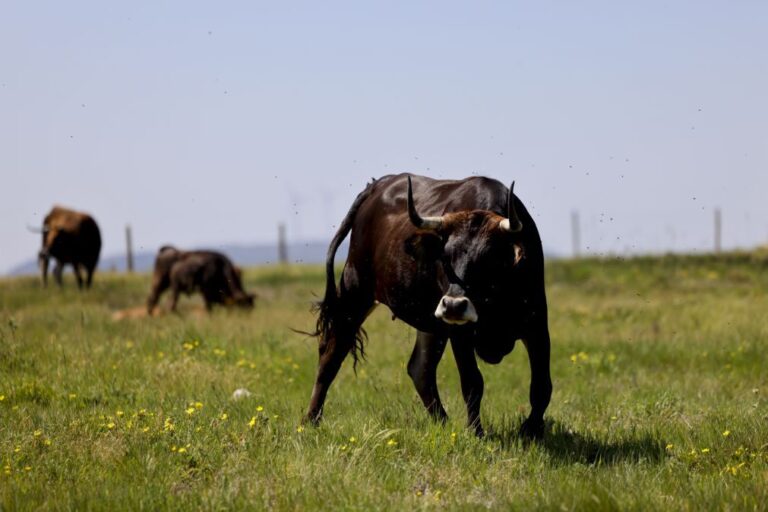 Brigada de vacas maronesas faz prevenção em Vila Pouca de Aguiar