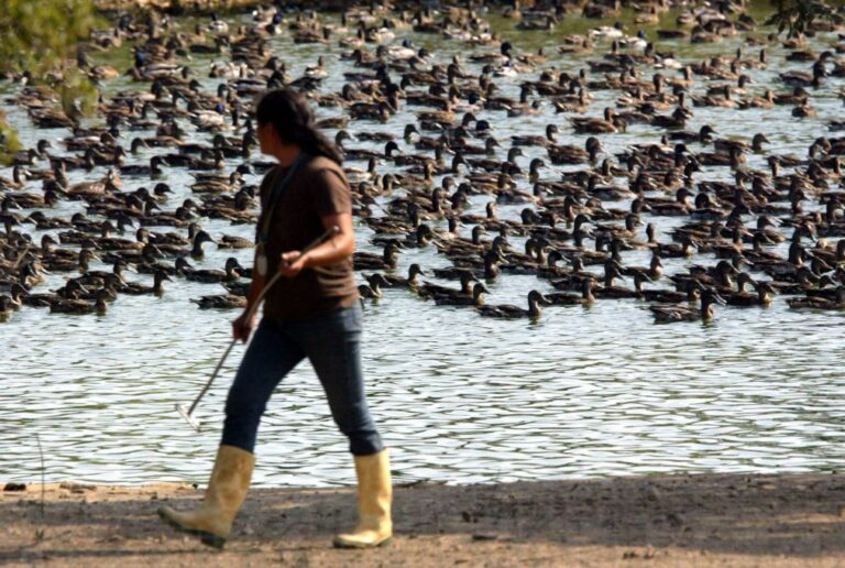 Portugal volta a estar livre da gripe das aves - DGAV