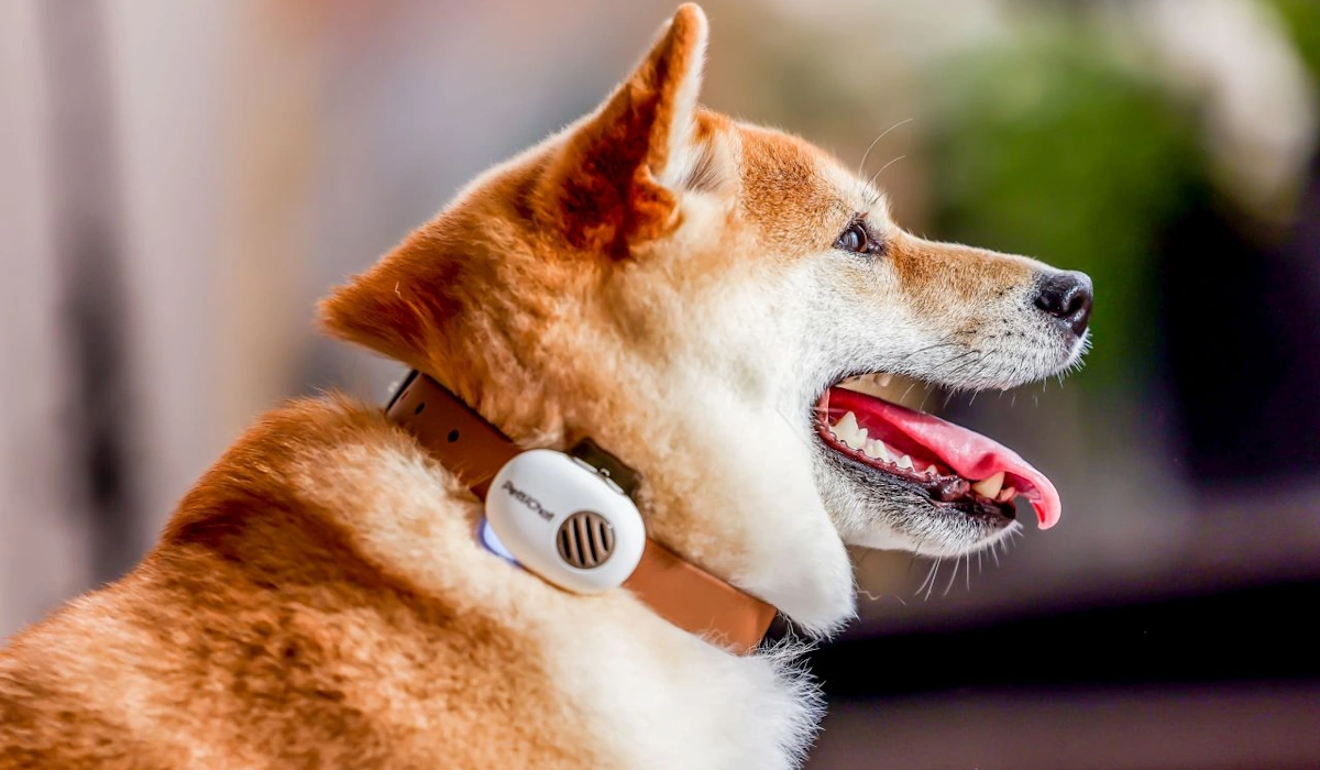 Coleira com IA diz que consegue traduzir o que o seu cão ou gato está a pensar