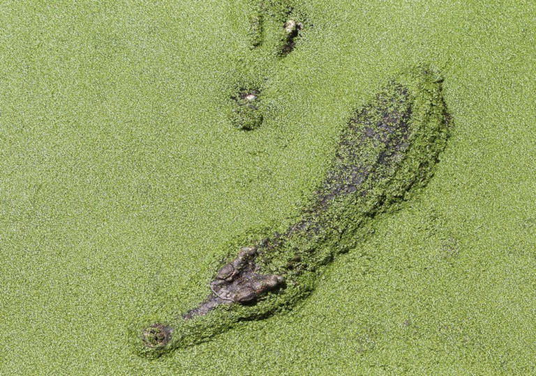 Crocodilo mata duas crianças e fere outra em província do norte de Moçambique