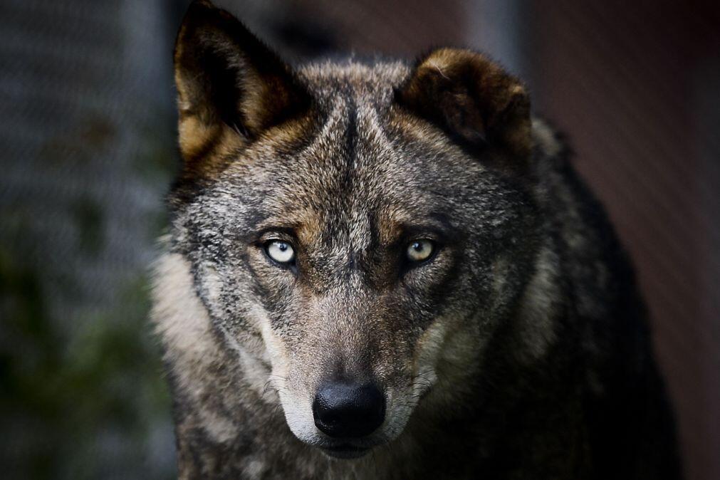 Criadores de gado no limite da paciência face ausência de medidas para travar lobo