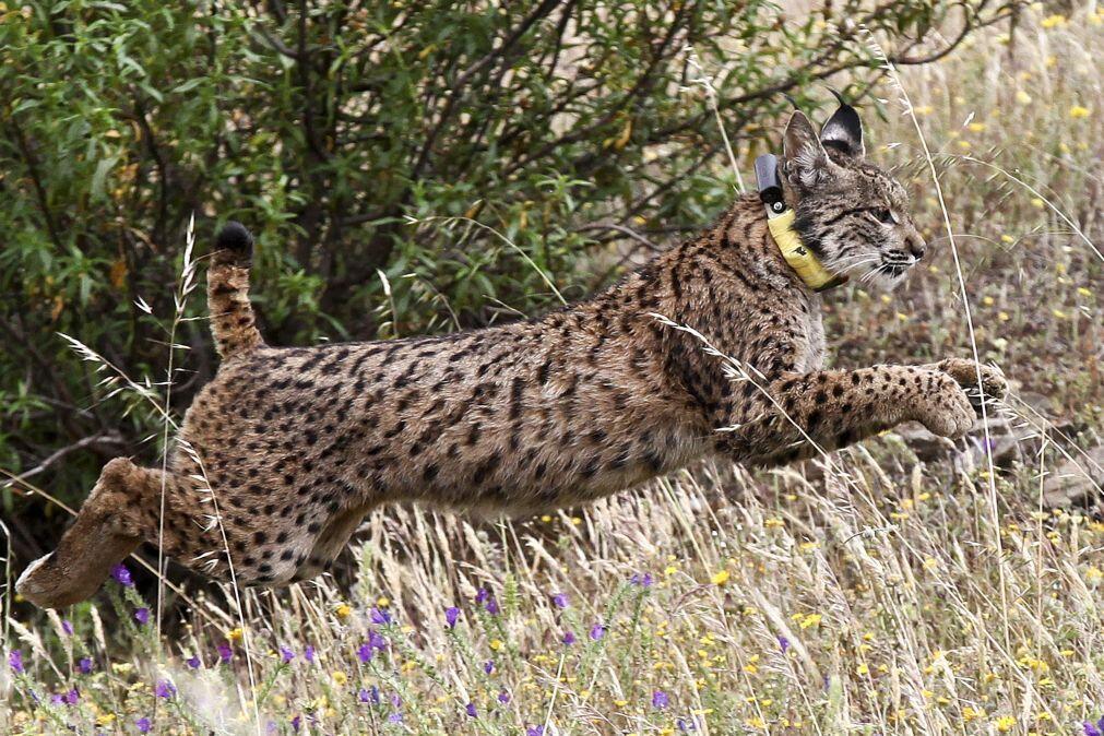 População de lince-ibérico cresceu 95% em quatro anos para 2.663 exemplares