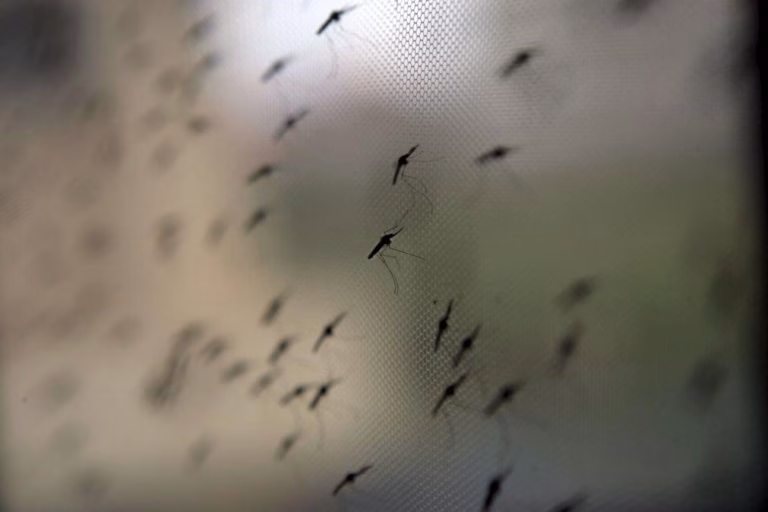 Mortes por malária na província moçambicana de Sofala quadruplicam em 2025