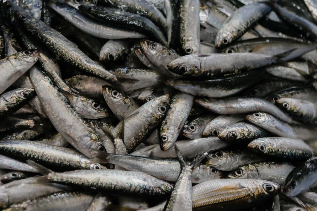 GNR apreende mais de 2.800 quilos de sardinha pequena na Lota de Aveiro