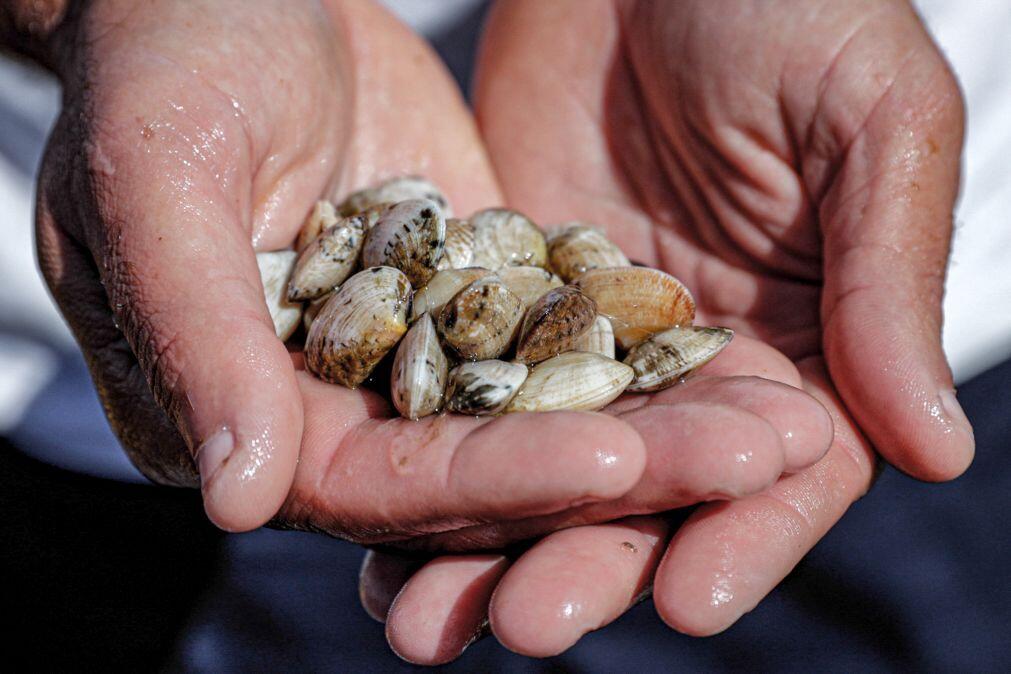 Novas regras para a apanha de bivalves entram hoje em vigor