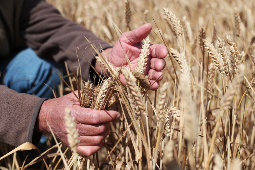Mau tempo: Agricultores portugueses vão receber mais 30 ME — Governo