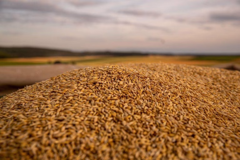 Mandato de importação de arroz e trigo vai reduzir subfaturação em Moçambique - diretor