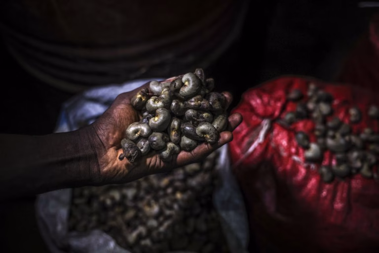 Governo de transição da Guiné-Bissau fixa preço da castanha de caju
