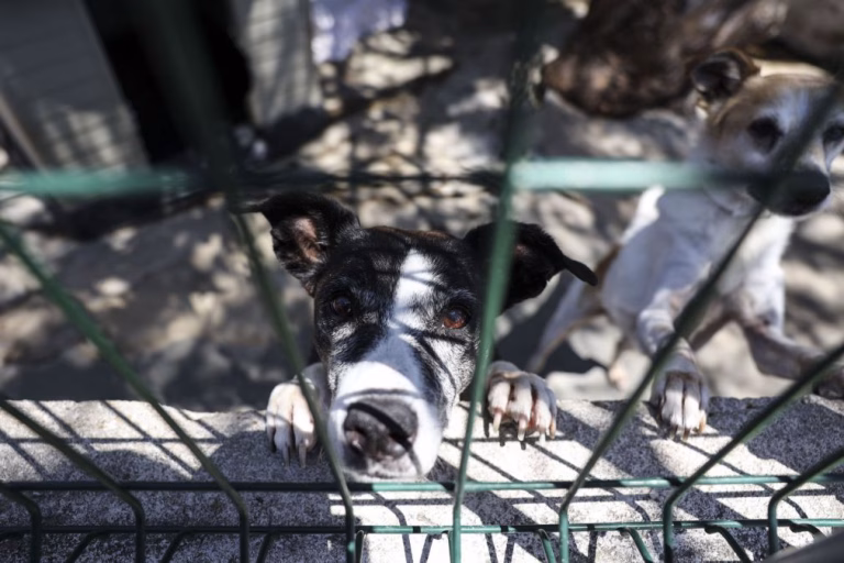 Mega operação resgata mais de 300 cães em Amarante