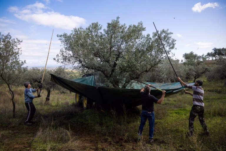 Produção de azeite em Portugal quintuplicou nos últimos 26 anos e ainda está a crescer