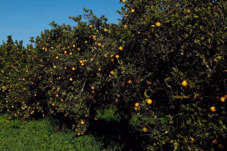 Roubo de laranja algarvia nos campos deixa citricultores preocupados