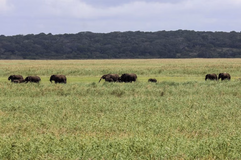 Moçambique desenvolve métrica para medir impacto do desenvolvimento em elefantes