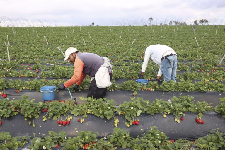 Agricultura perdeu 210.000 trabalhadores nos últimos 30 anos -- Estudo