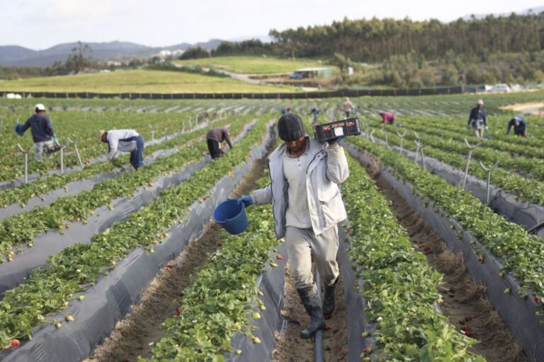 Tribunal da UE anula multa de 2,9 ME de Bruxelas a Portugal sobre gestão de apoios agrícolas