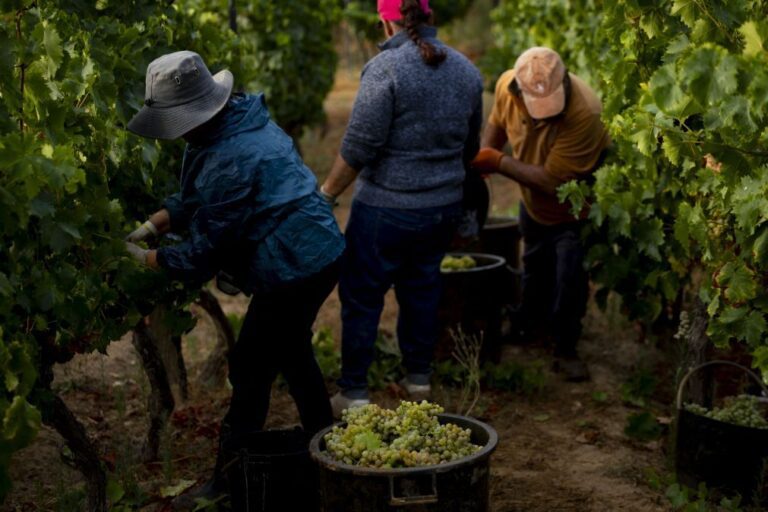 Viticultores obrigados a apresentar declaração de colheita até 31 de outubro