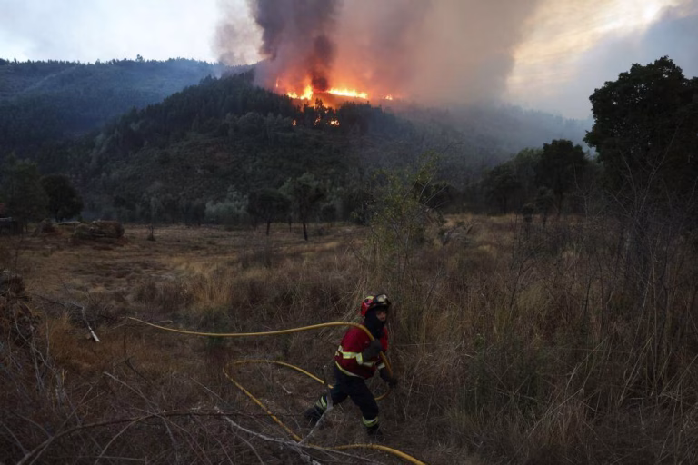 Satélites vigiam florestas da Região de Coimbra para evitar fogos