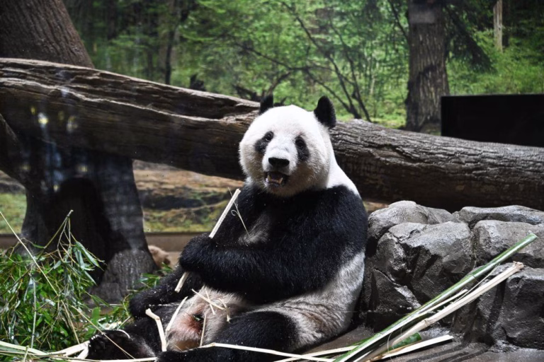 Japão despede-se dos últimos pandas, que regressam à China num contexto de tensão política