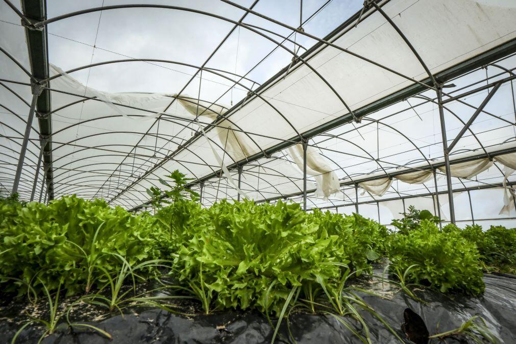 Bruxelas dá ‘luz verde’ a apoio de 30 ME para agricultores portugueses